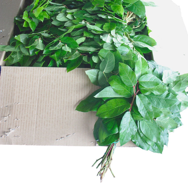 Member's Mark Salal Evergreen Floral Bouquet Tips, Choose quantity