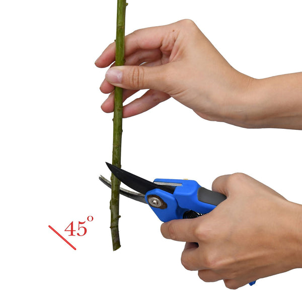 Member's Mark Seeded Eucalyptus Greenery, 40 stems