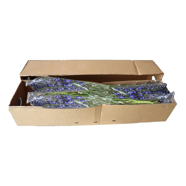 Member's Mark Sea Waltz Hybrid Delphinium, choose stem count